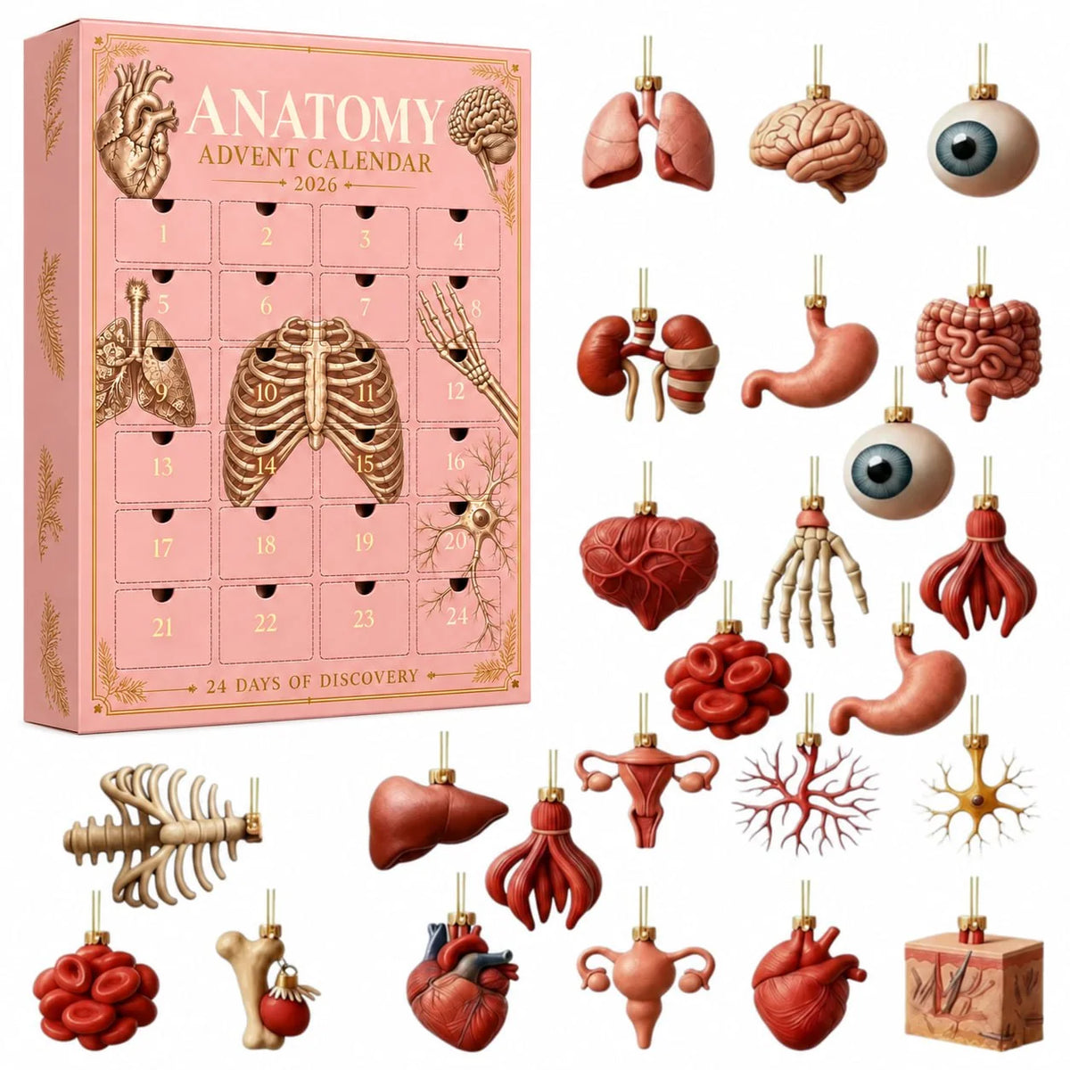 🫀🎁Anatomy Advent Calendar — 24 Anatomy Ornaments