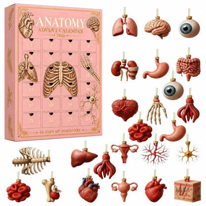 🫀🎁Anatomy Advent Calendar — 24 Anatomy Ornaments