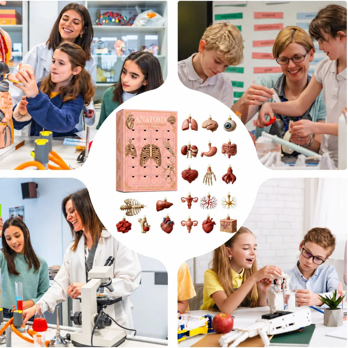 🫀🎁Anatomy Advent Calendar — 24 Anatomy Ornaments